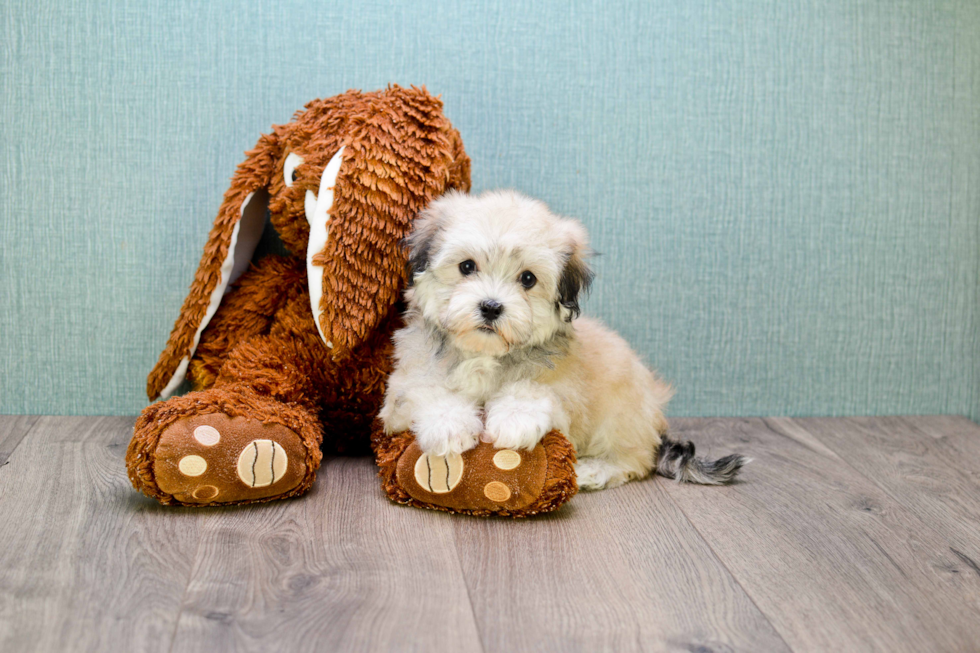 Petite Havanese Purebred Puppy