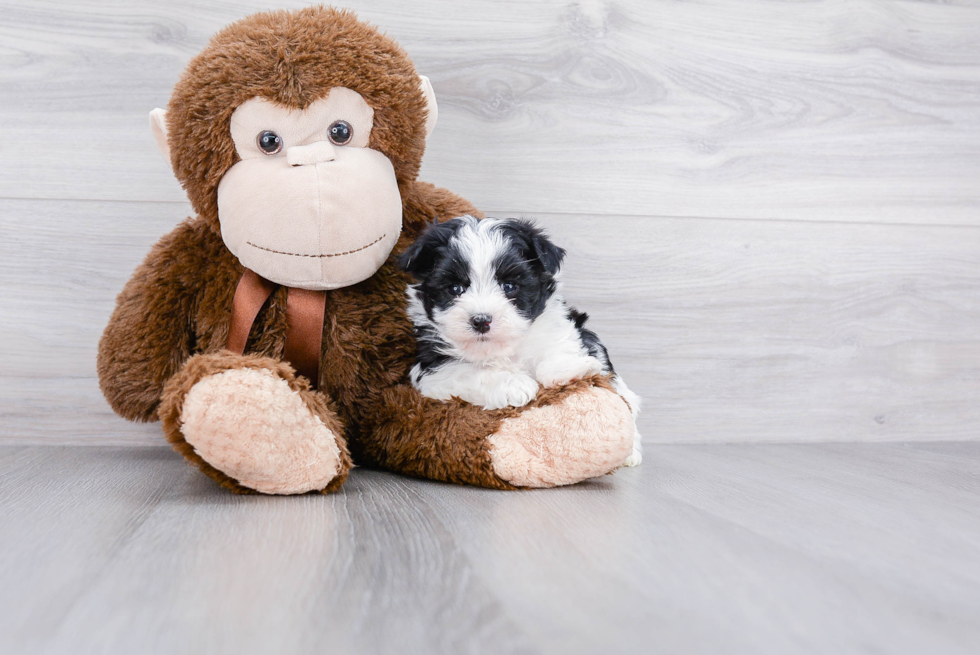 Morkie Pup Being Cute