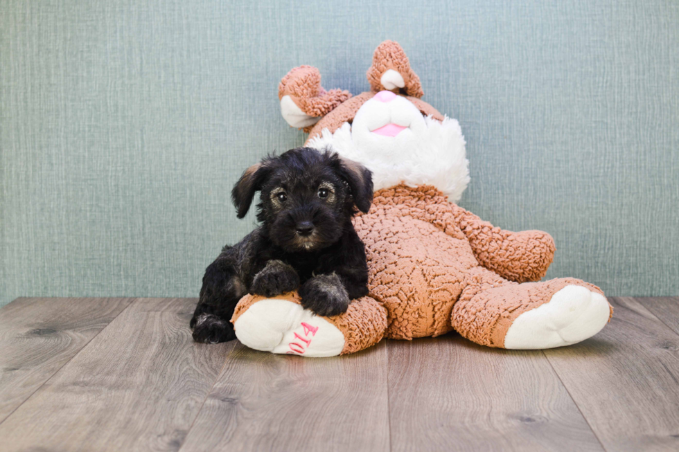 Mini Schnauzer Puppy for Adoption