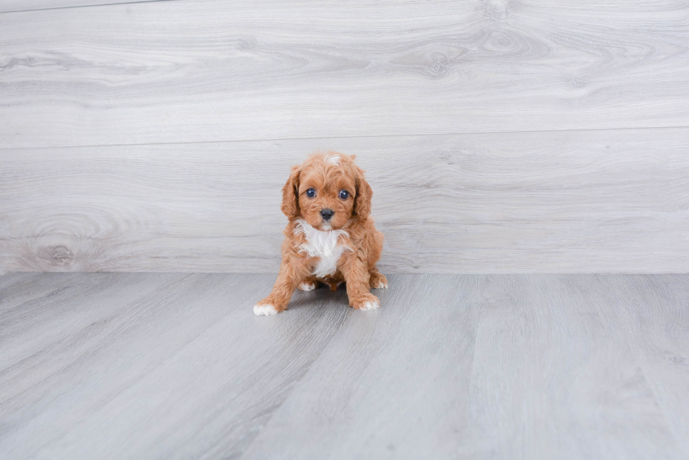 Cavapoo Pup Being Cute