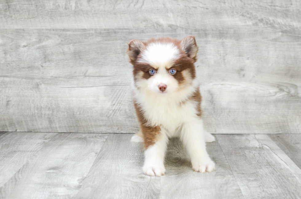 Pomsky Puppy for Adoption