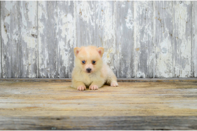 Pomsky Pup Being Cute