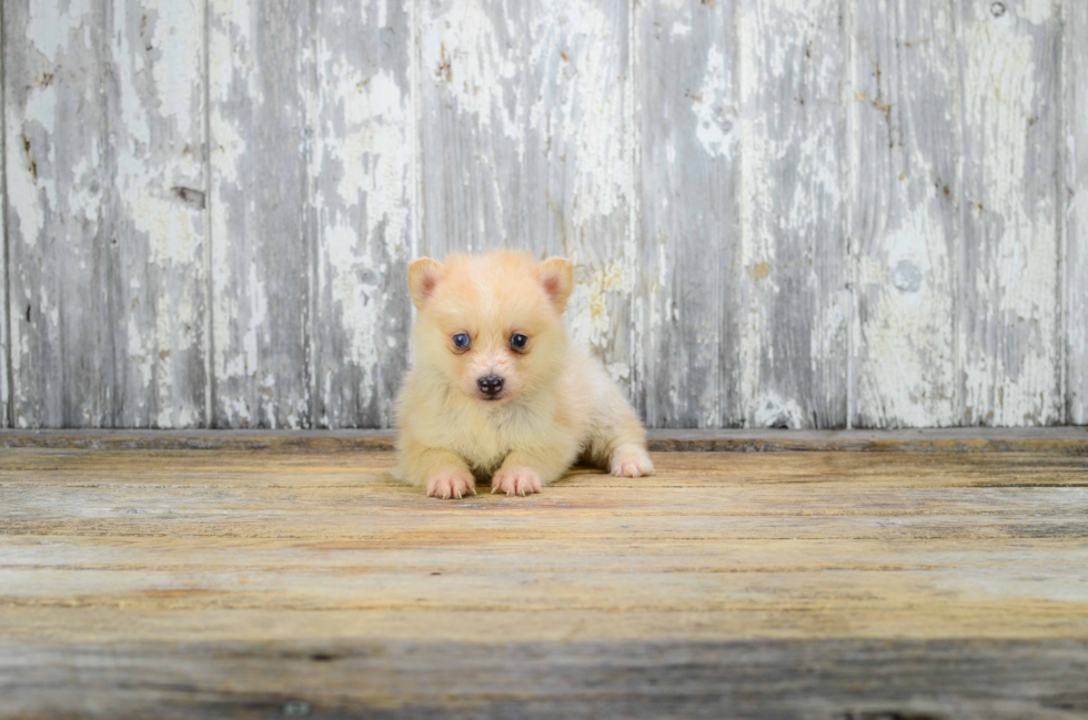 Pomsky Pup Being Cute