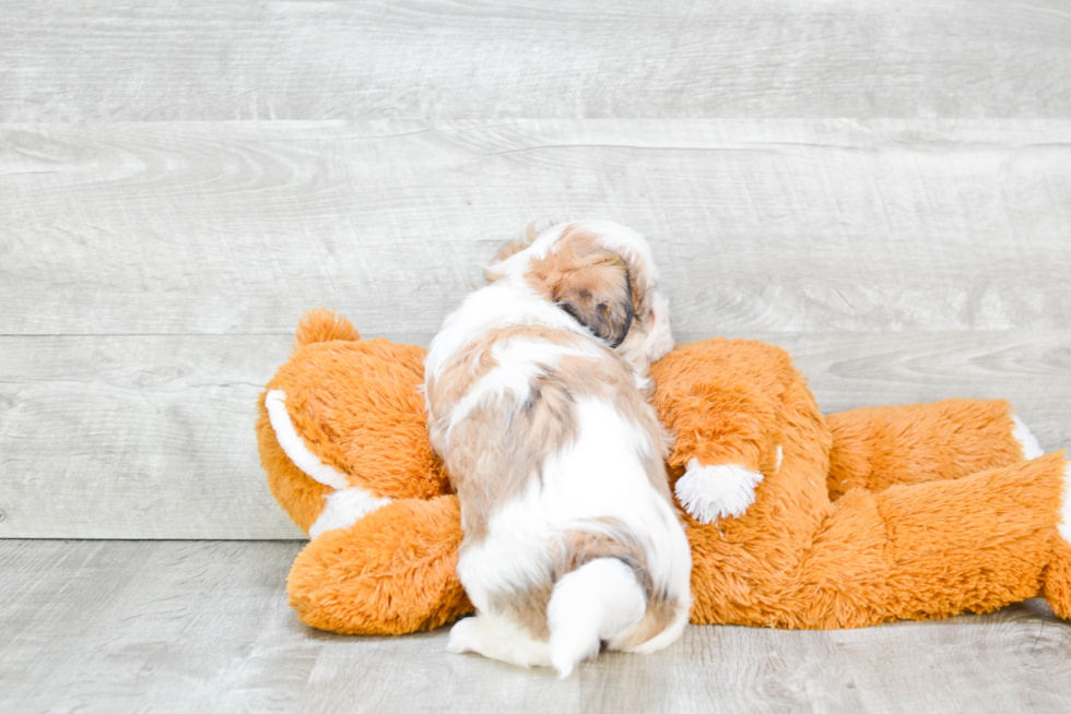 Teddy Bear Pup Being Cute