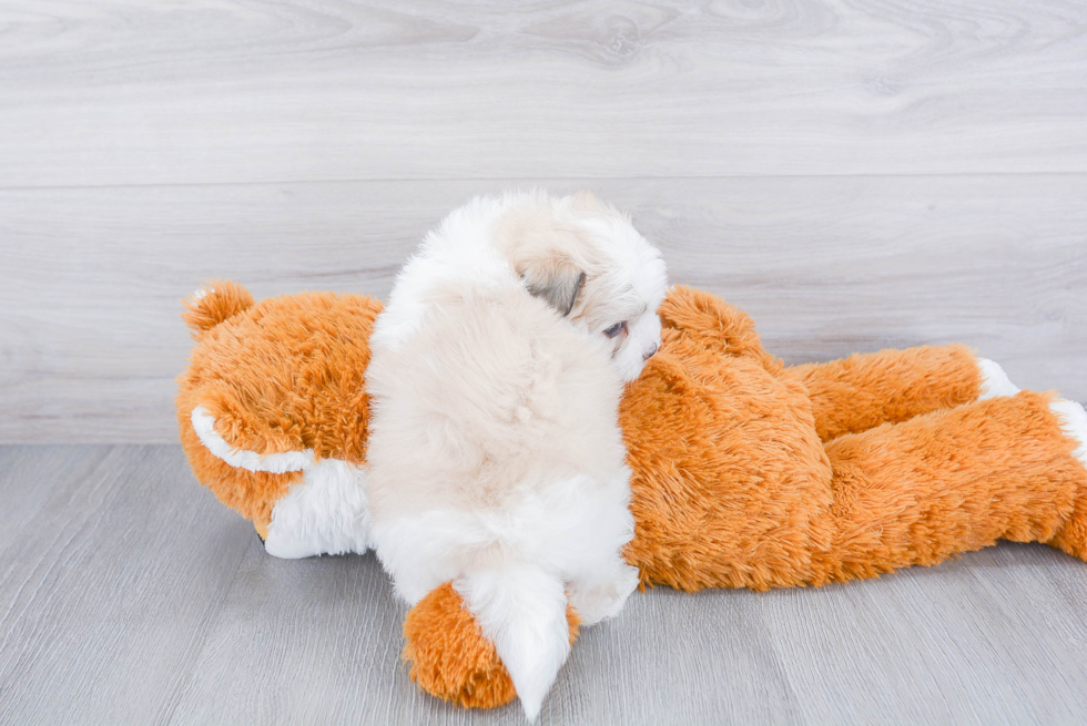 Playful Havanese Purebred Pup