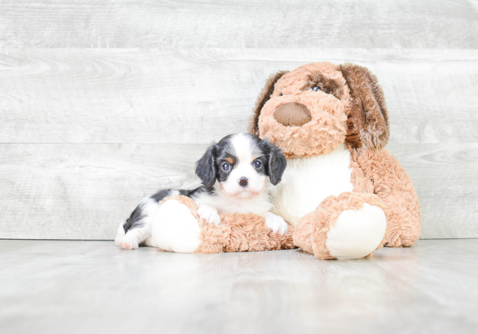 Akc Registered Cavalier King Charles Spaniel Purebred Pup