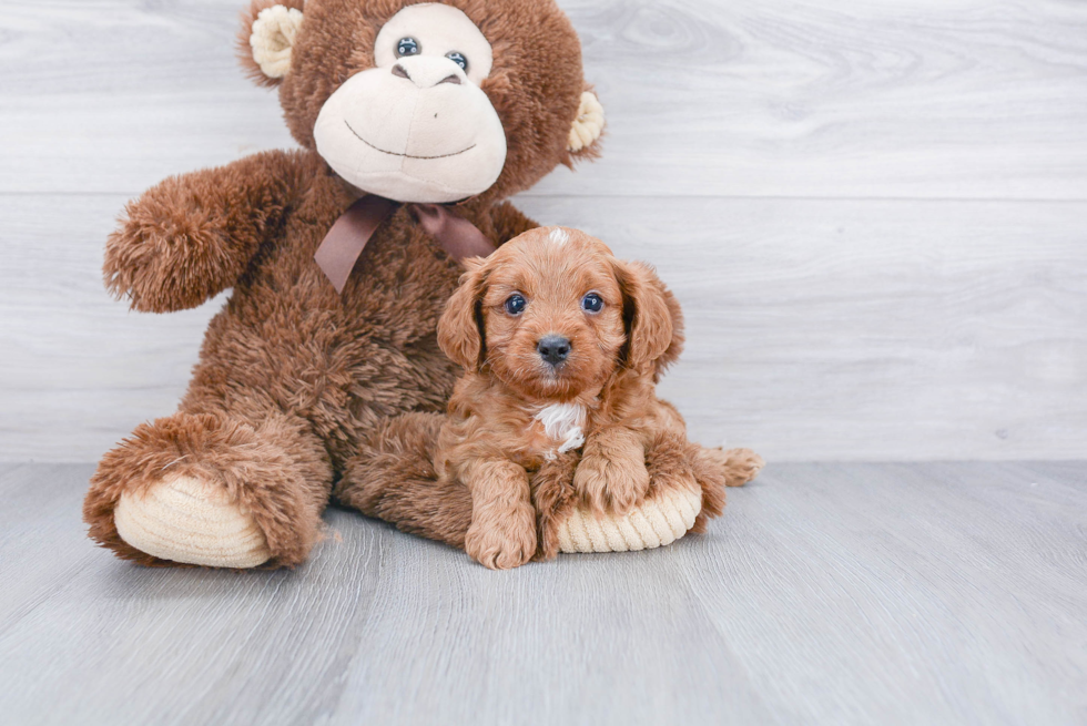 Funny Cavapoo Poodle Mix Pup