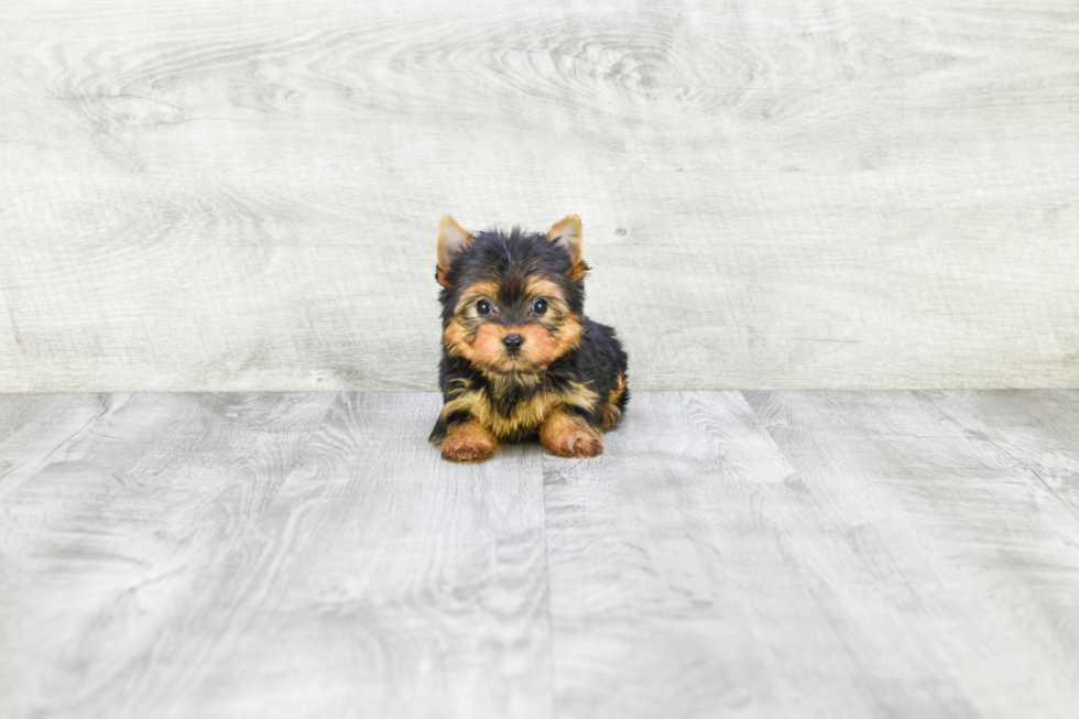 Meet Victoria - our Yorkshire Terrier Puppy Photo 