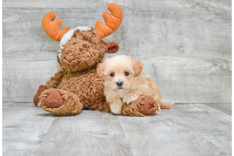 Maltipoo Puppy for Adoption