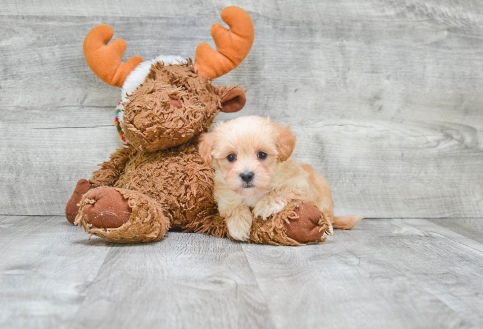 Maltipoo Puppy for Adoption