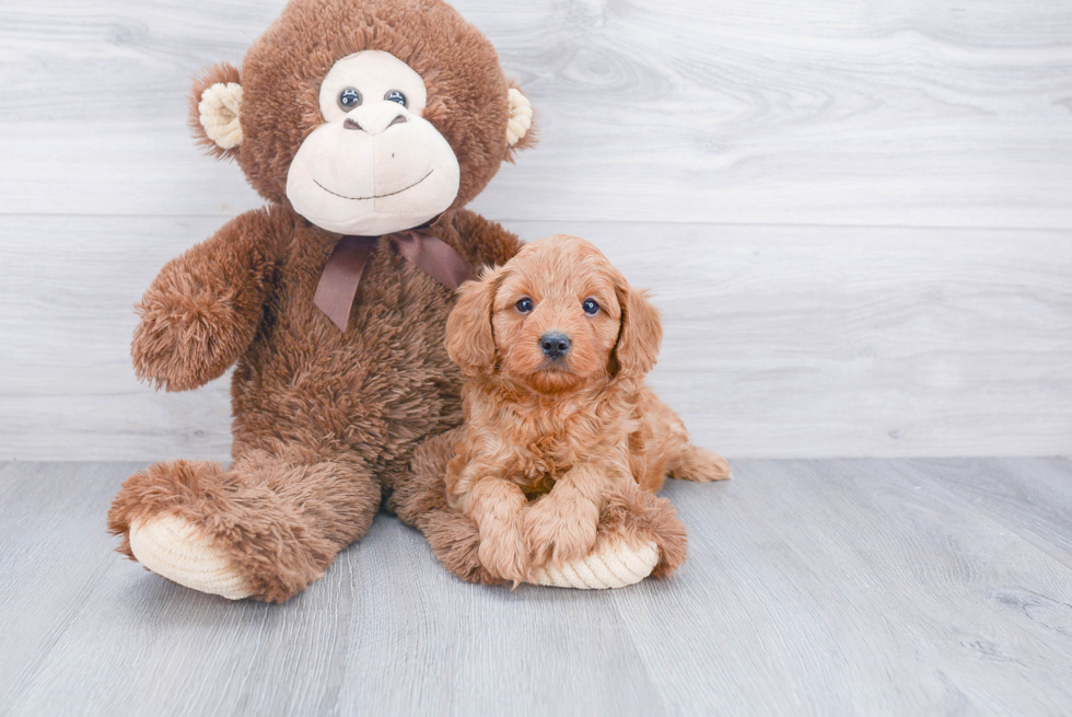 Cavapoo Puppy for Adoption