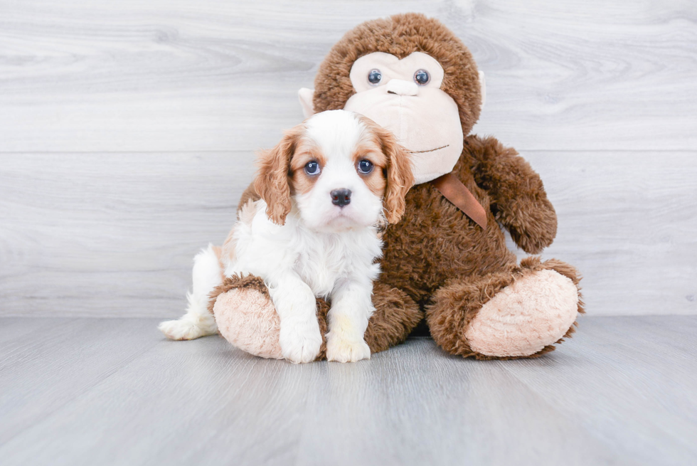 Popular Cavalier King Charles Spaniel Purebred Pup