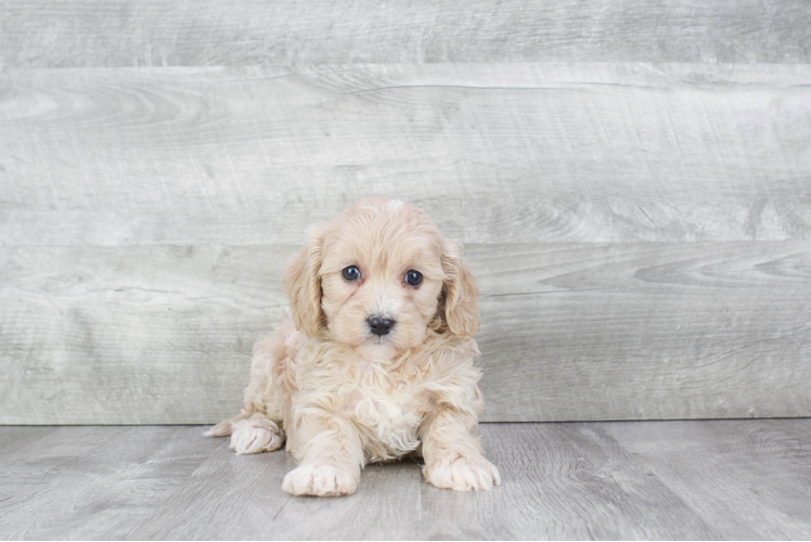 Cavapoo Pup Being Cute