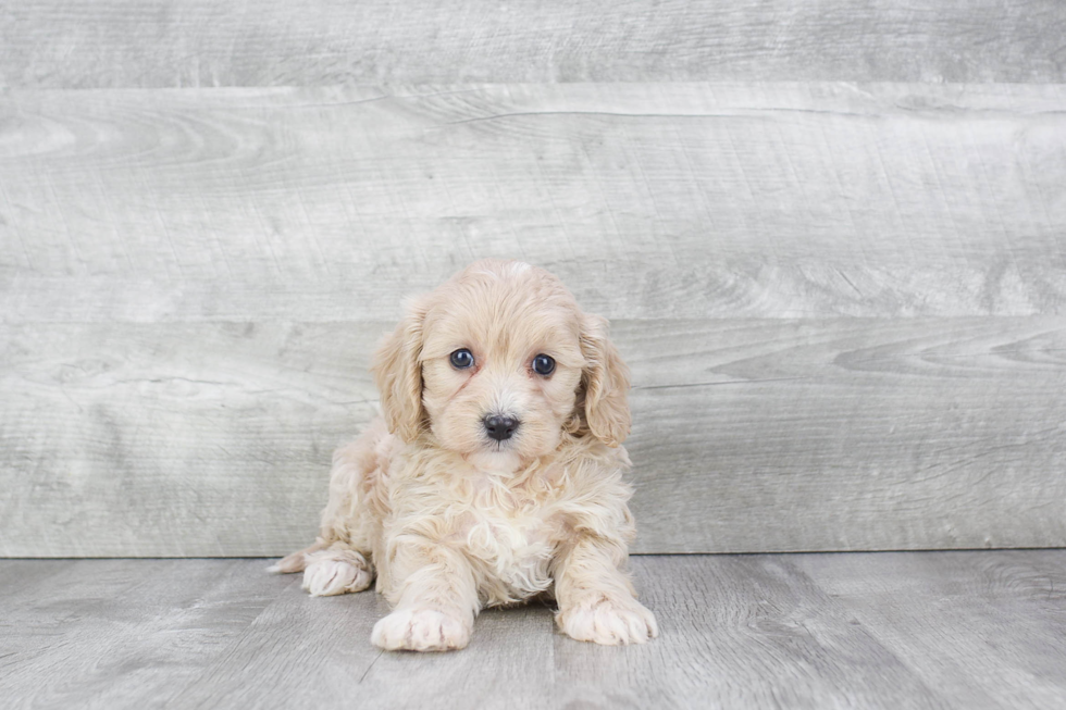 Cavapoo Pup Being Cute