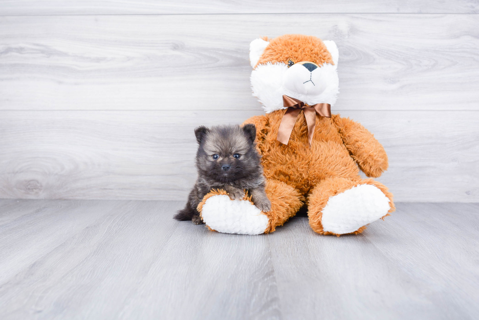 Small Pomeranian Baby