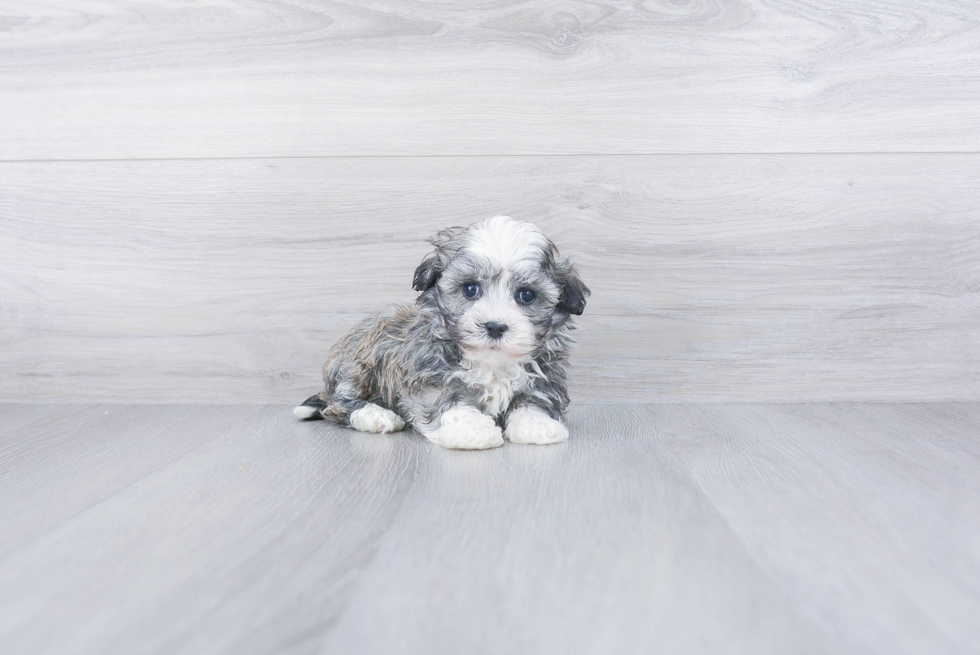 Adorable Havanese Purebred Puppy