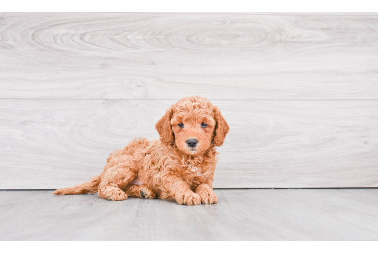 Mini Goldendoodle Pup Being Cute