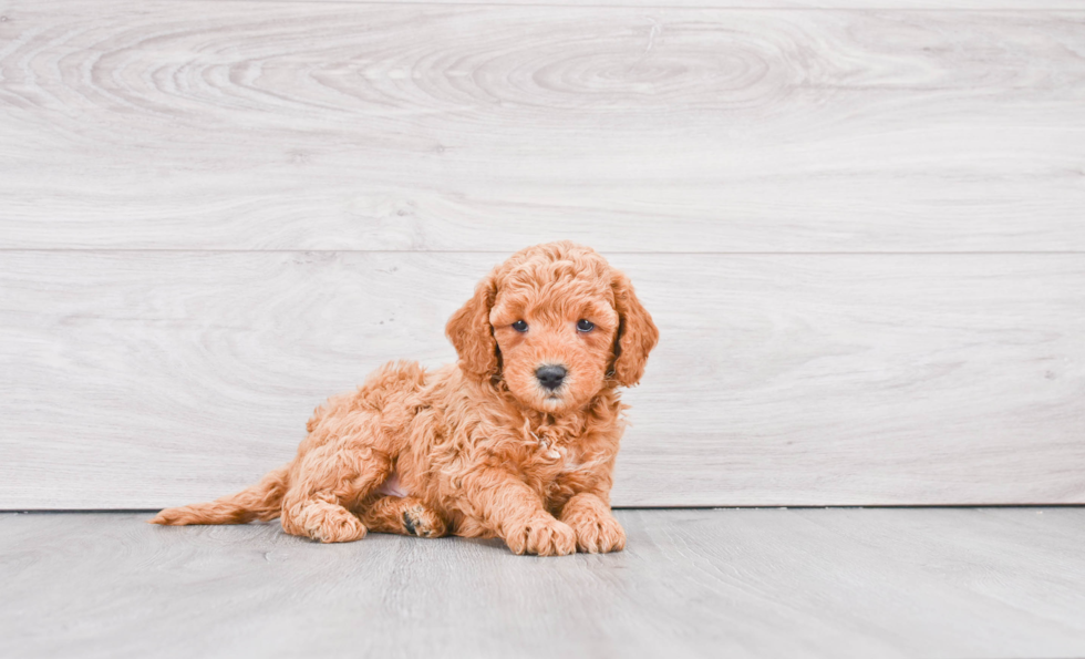 Mini Goldendoodle Pup Being Cute