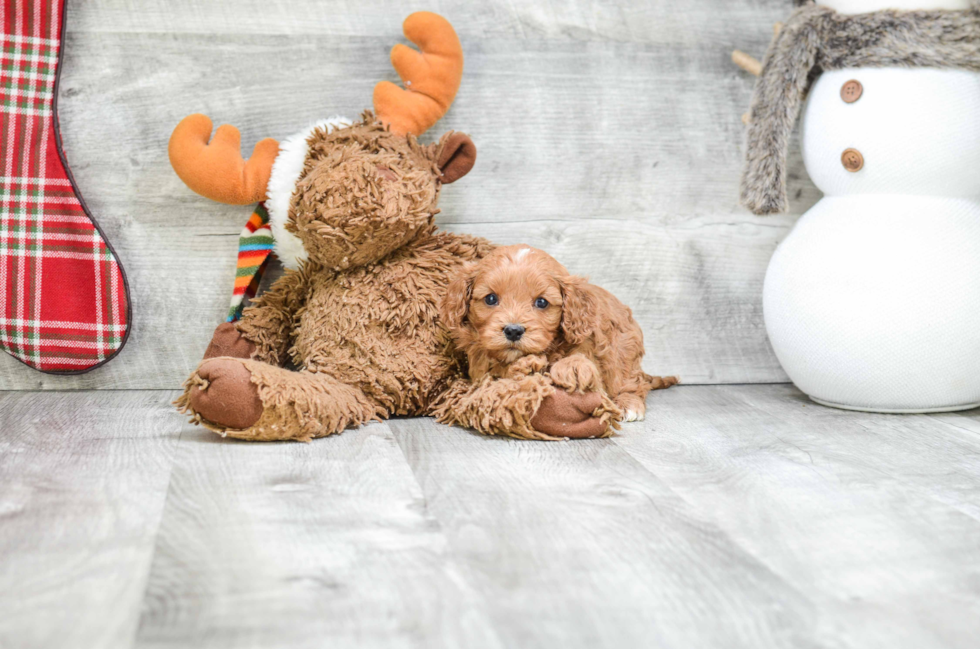 Cavapoo Pup Being Cute