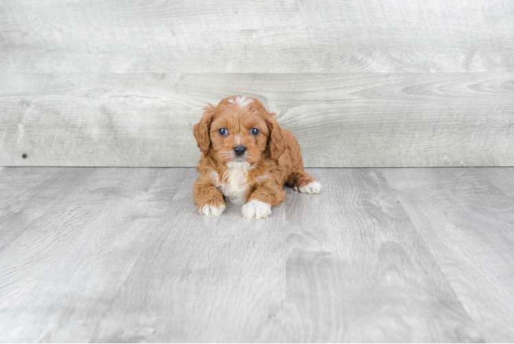 Cute Cavapoo Baby