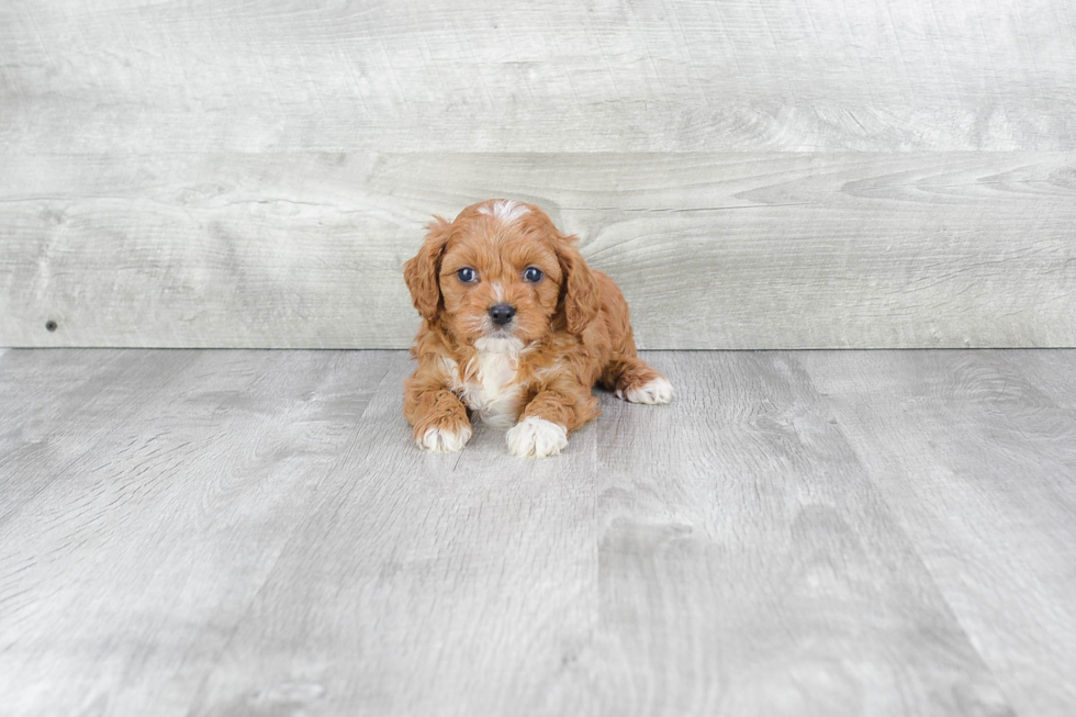 Cute Cavapoo Baby