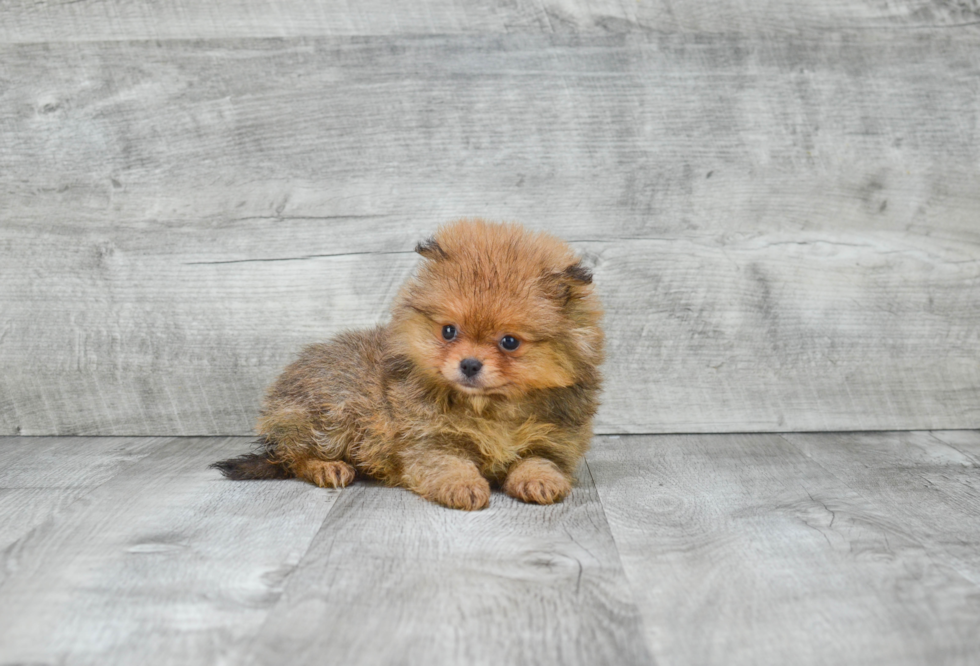 Friendly Pomeranian Purebred Pup