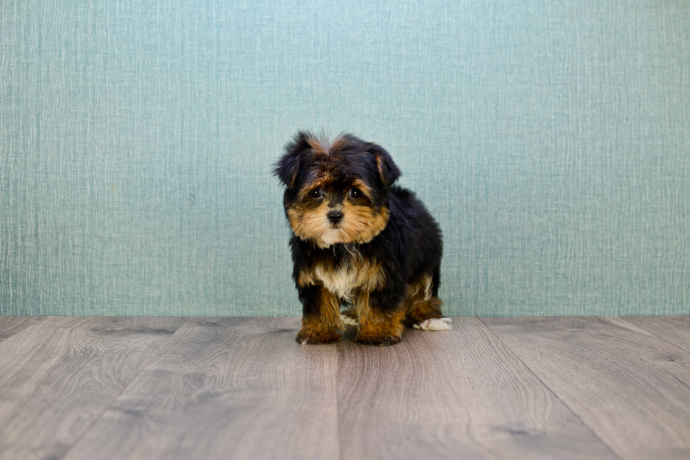 Morkie Puppy for Adoption