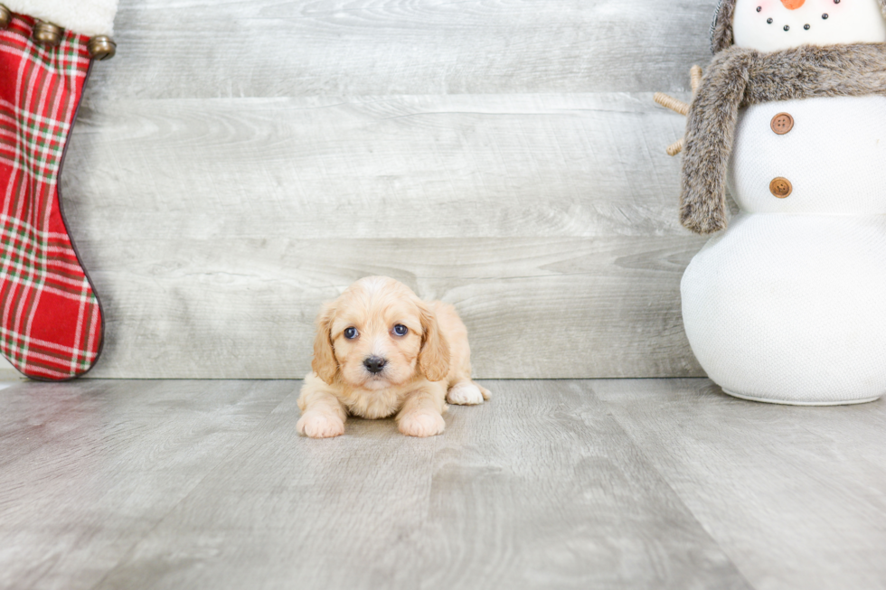 Best Cavachon Baby