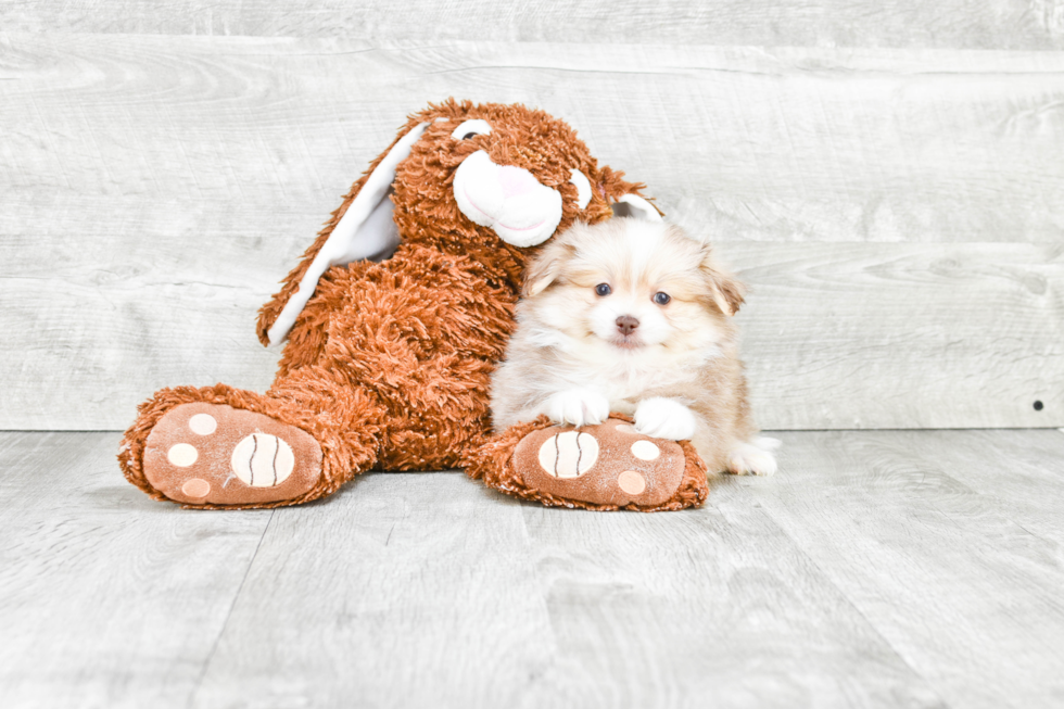 Sweet Pomeranian Purebred Puppy