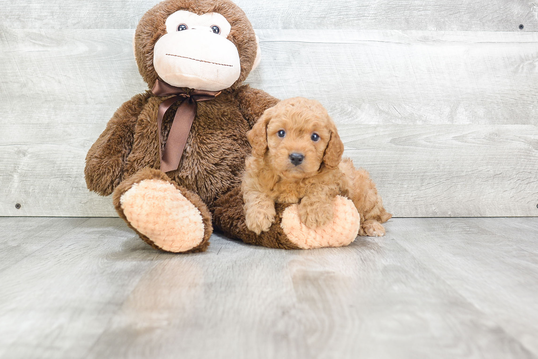 Mini Goldendoodle Puppy for Adoption