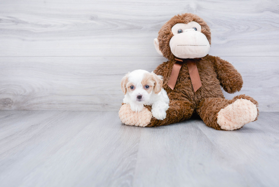 Cavachon Puppy for Adoption