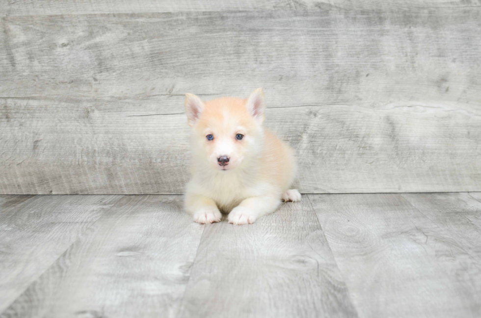 Pomsky Pup Being Cute