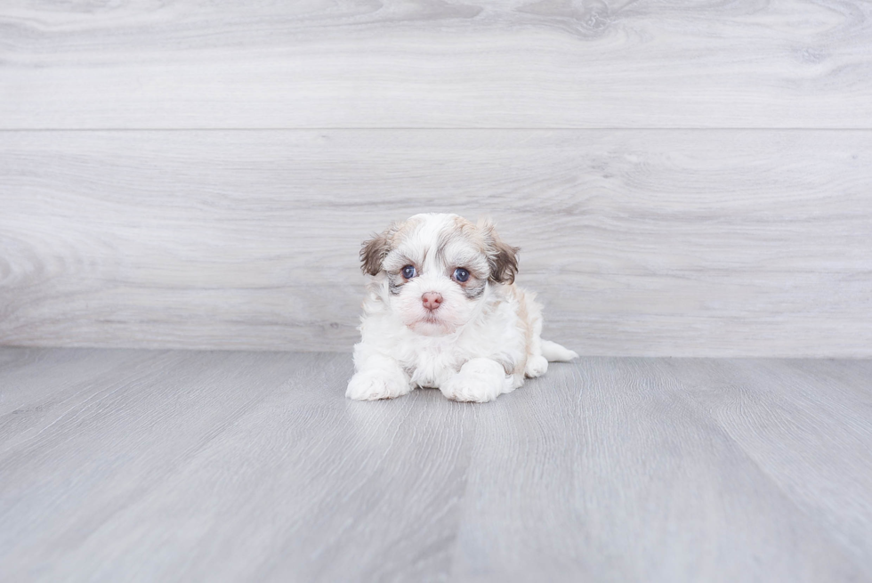 Havanese Puppy for Adoption