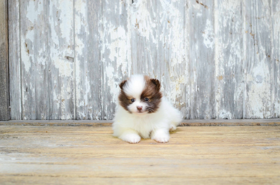 Pomeranian Puppy for Adoption