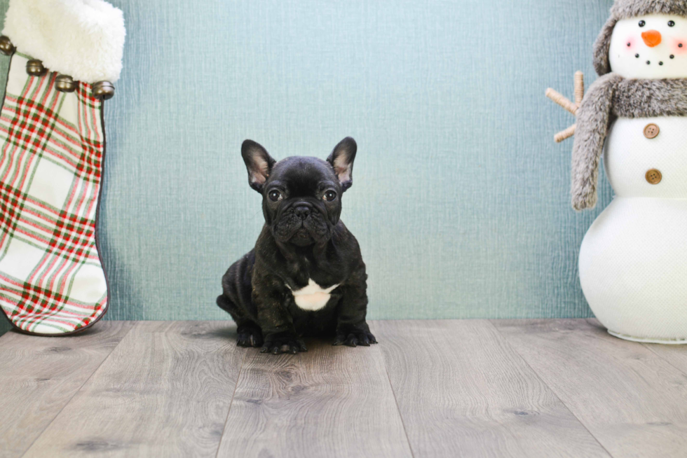 Friendly French Bulldog Purebred Pup