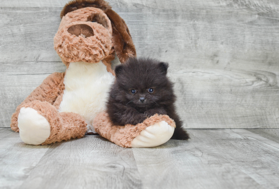 Petite Pomeranian Purebred Puppy