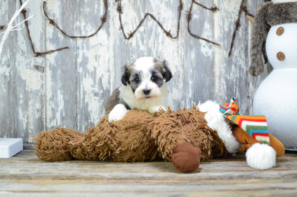 Little Havanese Baby