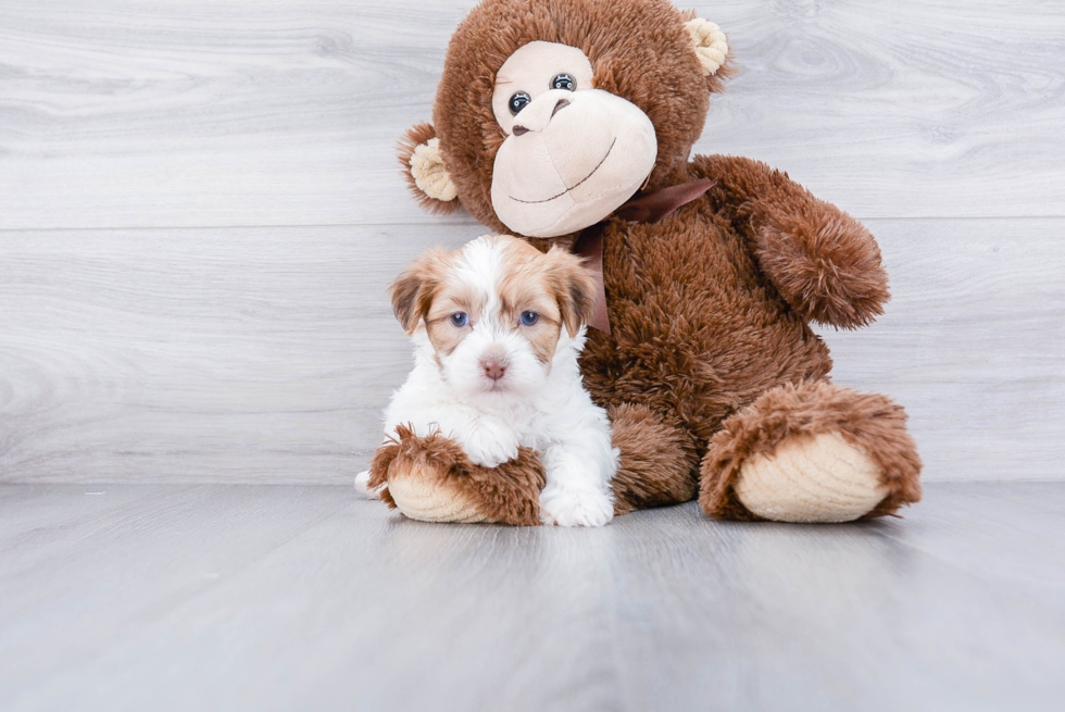 Happy Teddy Bear Baby