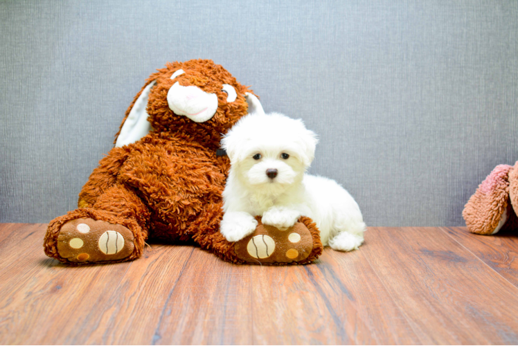 Friendly Maltese Purebred Pup