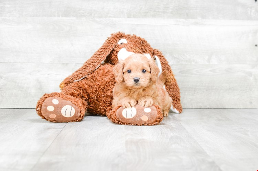 Sweet Cockapoo Baby