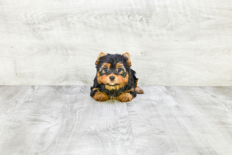 Meet Victoria - our Yorkshire Terrier Puppy Photo 