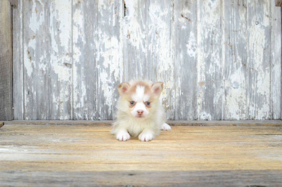 Small Pomsky Baby