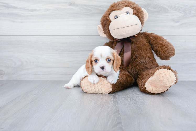 Little Cavalier King Charles Spaniel Baby