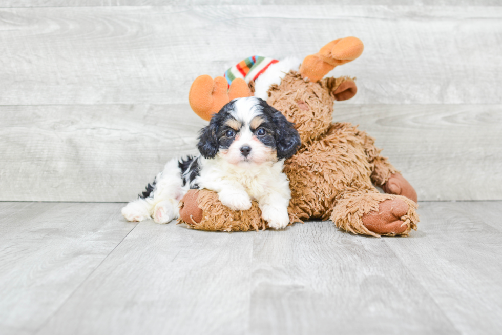 Popular Cavachon Designer Pup