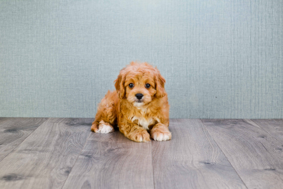 Cavapoo Puppy for Adoption