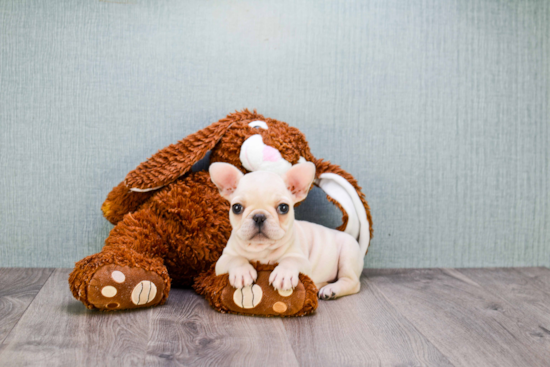 French Bulldog Puppy for Adoption