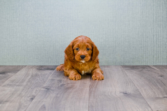 Mini Goldendoodle Pup Being Cute