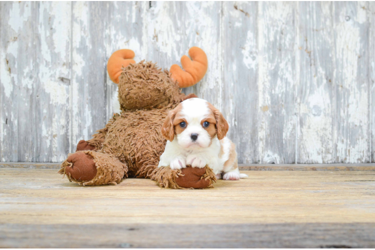 Best Cavalier King Charles Spaniel Baby