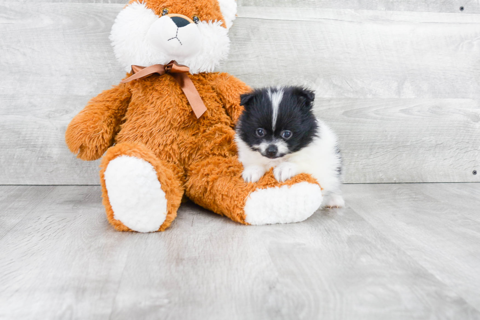 Happy Pomeranian Purebred Puppy