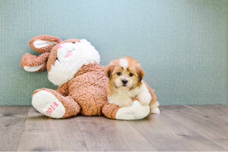 Teddy Bear Pup Being Cute